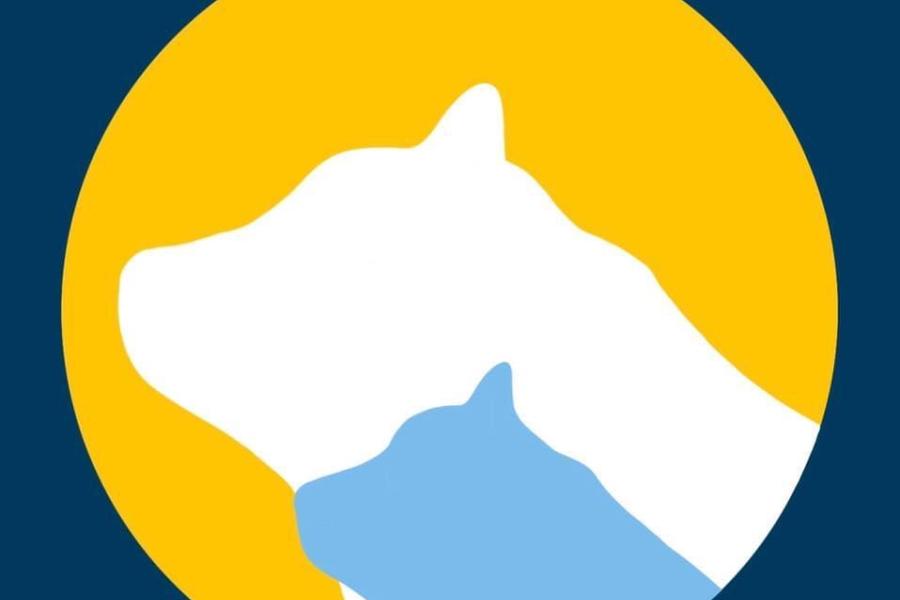 Blue background with yellow circle and a white bear at the center with a smaller blue bear